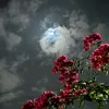 um_moh02
