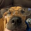 mydogmaisy