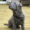 blue.thesharpei