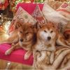 lukeisboss15_shibe
