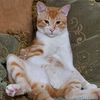 miley.aslan_thecats