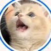 congchuangutrengiuong_45