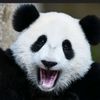 panda_ever1