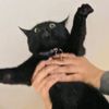 mrmustangu