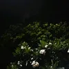 wukooong2000