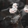 hano_2882