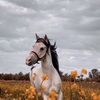 so_alharbigmailco