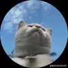 ferdyzxc
