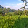 ulima48