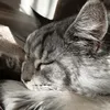 katzen_videos_love