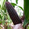 papanyaarsyi