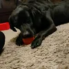 oldretrogamsandanimals