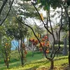 doma__617