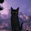 oge_3110