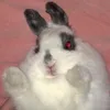 ninjuhsval