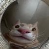 .doqo