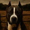 groba_haus_kennel