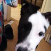 ivadoraema