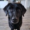 melondoggo