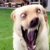 bsbzbzbwbwbs