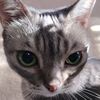 bluelikenvm