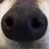 roselikesnose