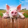 porkbio