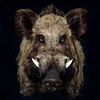 jaggs.au
