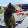matthew4cats1