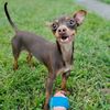 waggytailmaggy