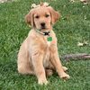 puppyhoney319
