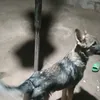 ali_22095