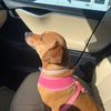 zeldathewiener