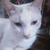 ridho.q.perang.1980
