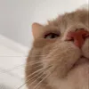 congchuanhocuamama2222