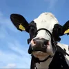 mawley_milk