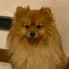 bugiulino