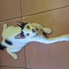 kelvin_pradana