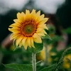 truongdoan97