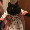 mrpanda_16