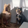 walkthelinekennels