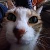 secaozao