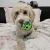 barfi_cockapoo