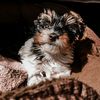 emmiyorkie