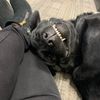 k9dutch