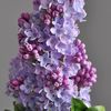 lilac_o_0