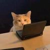 laptop._.cat