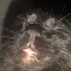 kushbears420