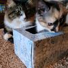 adventuresofnova_smudge