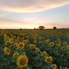 californiafarmsandranch
